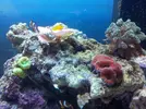 [TodoMarino.com] Steganos´s Reef Project