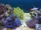 [TodoMarino.com] Steganos´s Reef Project