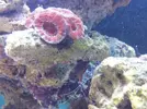 [TodoMarino.com] Steganos´s Reef Project