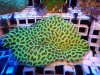 Fotos Corales Australia