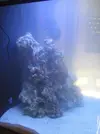 [TodoMarino.com] Mi primer marino 130 litros