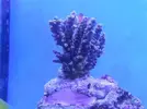 [TodoMarino.com] ayuda!! que le pasa a mi acropora???