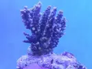 [TodoMarino.com] ayuda!! que le pasa a mi acropora???
