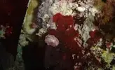 [TodoMarino.com] roca viva