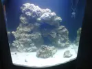 [TodoMarino.com] acuario sara
