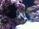 [TodoMarino.com] Blenny reef 80L