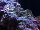 [TodoMarino.com] Blenny reef 80L