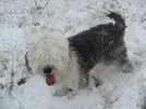 [TodoMarino.com] Los más perros de TodoMarino...