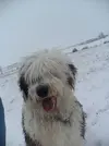 [TodoMarino.com] Los más perros de TodoMarino...