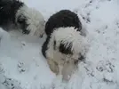 [TodoMarino.com] Los más perros de TodoMarino...