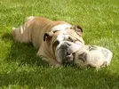 [TodoMarino.com] Los más perros de TodoMarino...