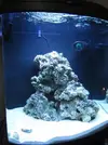 [TodoMarino.com] Mi primer marino 130 litros