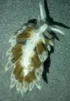[TodoMarino.com] nudibranquio por sorpresa
