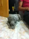 [TodoMarino.com] Los más perros de TodoMarino...