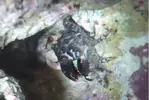 [TodoMarino.com] Plaga de cangrejos!!  +  Algas extrañas