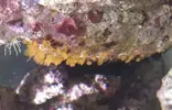 [TodoMarino.com] Plaga de cangrejos!!  +  Algas extrañas