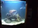 [TodoMarino.com] AYUDA!! Agua TURBIA!