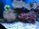 [TodoMarino.com] microbio´s reef