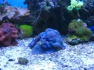 [TodoMarino.com] microbio´s reef