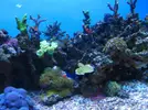[TodoMarino.com] microbio´s reef
