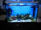 [TodoMarino.com] microbio´s reef