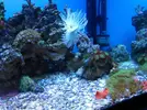 [TodoMarino.com] microbio´s reef