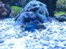 [TodoMarino.com] microbio´s reef