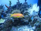 [TodoMarino.com] microbio´s reef