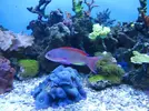 [TodoMarino.com] microbio´s reef