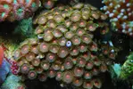 [TodoMarino.com] algunos de mis inquilinos