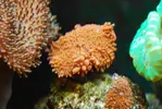 [TodoMarino.com] algunos de mis inquilinos