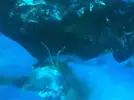 [TodoMarino.com] El acuario de los Buzury