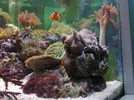 [TodoMarino.com] acuario juanjo3