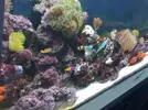 [TodoMarino.com] acuario juanjo3
