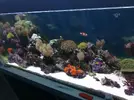 [TodoMarino.com] acuario juanjo3