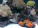 [TodoMarino.com] acuario juanjo3