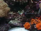 [TodoMarino.com] acuario juanjo3