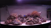 [TodoMarino.com] mi primer acuario marino