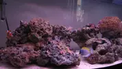 [TodoMarino.com] mi primer acuario marino