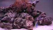 [TodoMarino.com] mi primer acuario marino