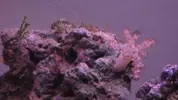 [TodoMarino.com] mi primer acuario marino