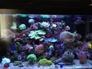 [TodoMarino.com] mi red sea max 250