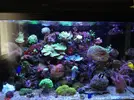 [TodoMarino.com] mi red sea max 250