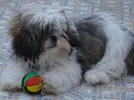 [TodoMarino.com] Los más perros de TodoMarino...