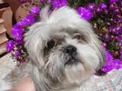 [TodoMarino.com] Los más perros de TodoMarino...