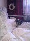 [TodoMarino.com] Los más perros de TodoMarino...