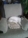 [TodoMarino.com] Los más perros de TodoMarino...