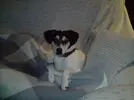 [TodoMarino.com] Los más perros de TodoMarino...