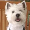 [TodoMarino.com] Los más perros de TodoMarino...