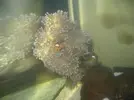 [TodoMarino.com] Heteractis Magnifica en medio del cristal